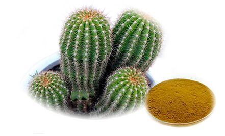 Reduslim'in bir parçası olarak Hoodia gordoni
