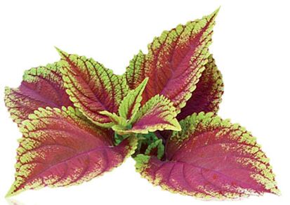 Reduslim'in bir parçası olarak coleus forskolia