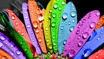 6 yapraklı diyetle nasıl kilo verilir